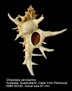 Chicoreus cervicornis (6)
